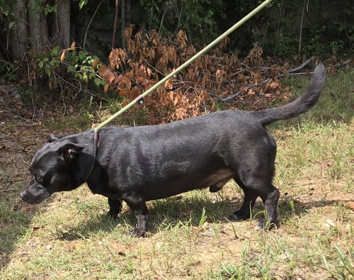 BUDDY GREEN - Basset Hound / Black Labrador Retriever available for adoption