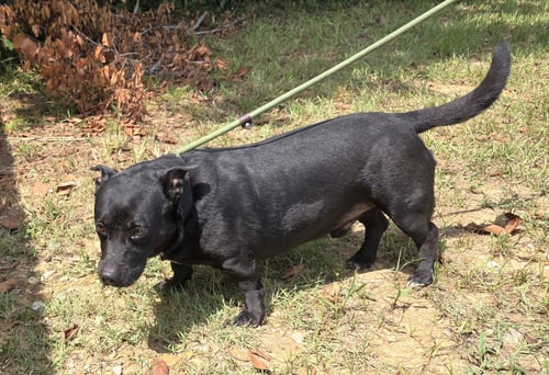BUDDY GREEN - Basset Hound / Black Labrador Retriever available for adoption