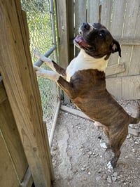 Hercules - Photo 3
