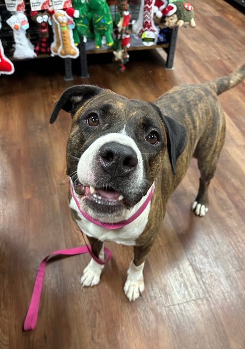 HERCULES - Mastiff available for adoption