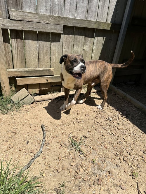 HERCULES - Mastiff available for adoption