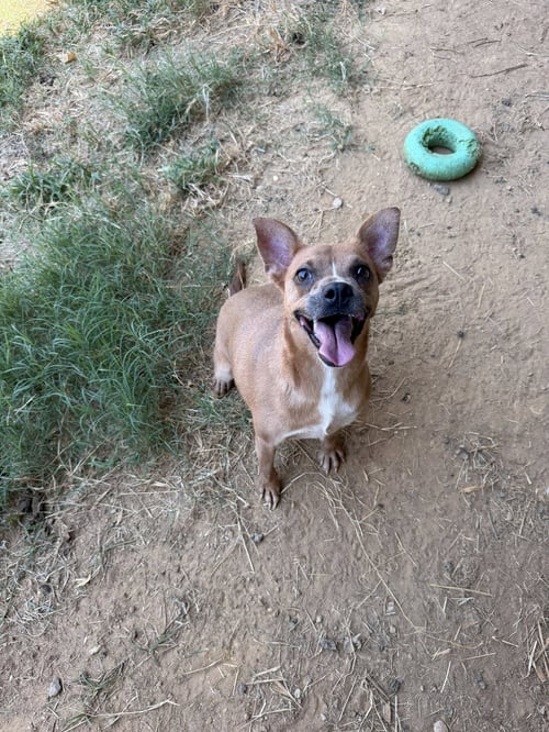 FAITH (BABY MAMA) - Rat Terrier / Chihuahua available for adoption