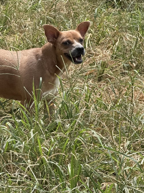 FAITH (BABY MAMA) - Rat Terrier / Chihuahua available for adoption