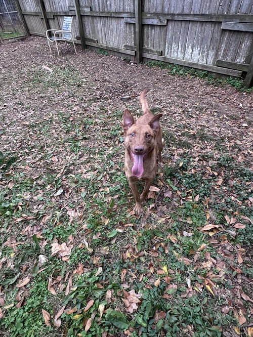 JOACHIM - Chocolate Labrador Retriever / Shepherd available for adoption