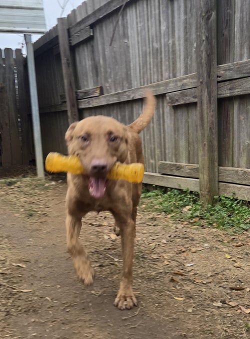 JOACHIM - Chocolate Labrador Retriever / Shepherd available for adoption
