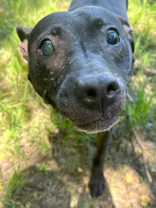 HAZEL - American Staffordshire Terrier available for adoption