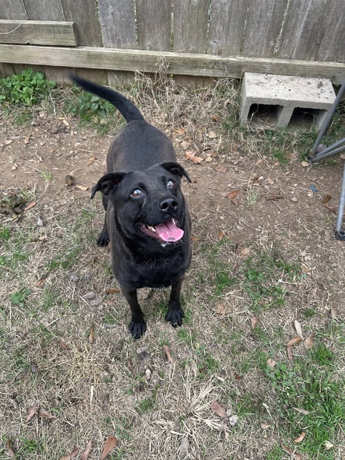 CASSIDY - Black Labrador Retriever / Border Collie available for adoption