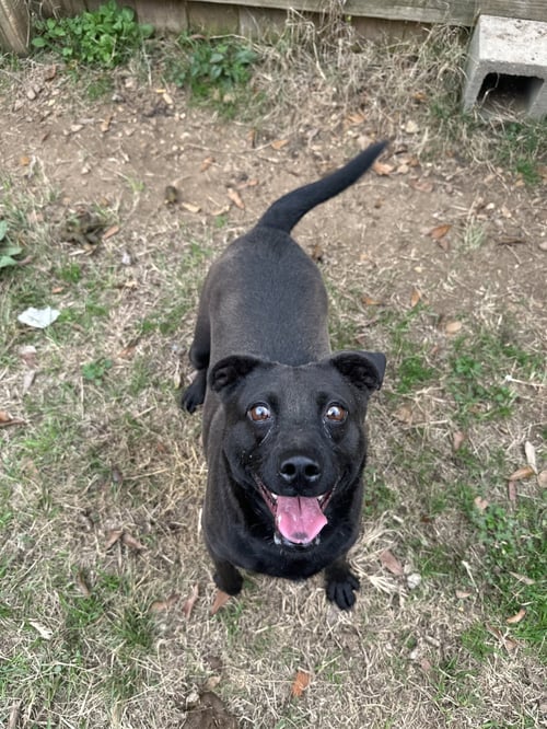 CASSIDY - Black Labrador Retriever / Border Collie available for adoption