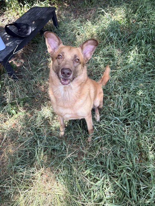 BO - Black Mouth Cur / German Shepherd Dog available for adoption