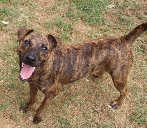 LITTLE DEBBIE - Plott Hound / Labrador Retriever available for adoption