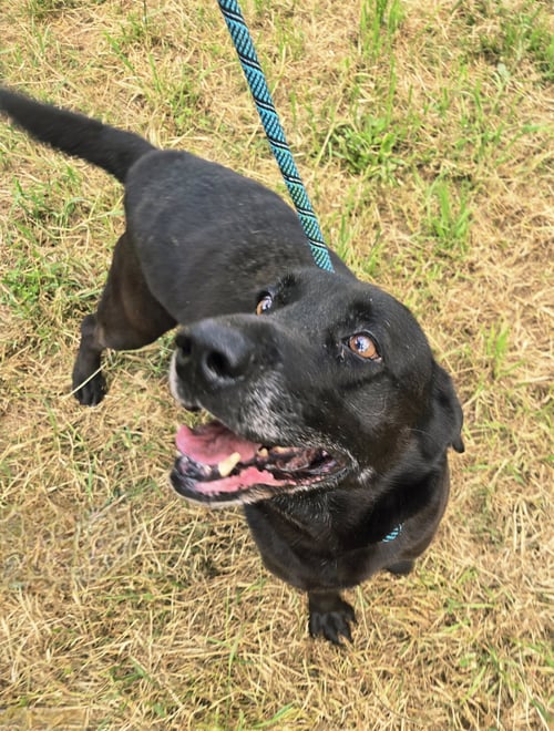 BONES - Black Labrador Retriever available for adoption