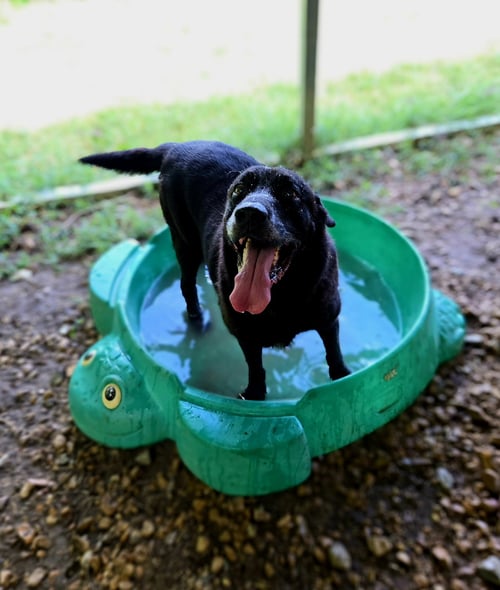 BONES - Black Labrador Retriever available for adoption