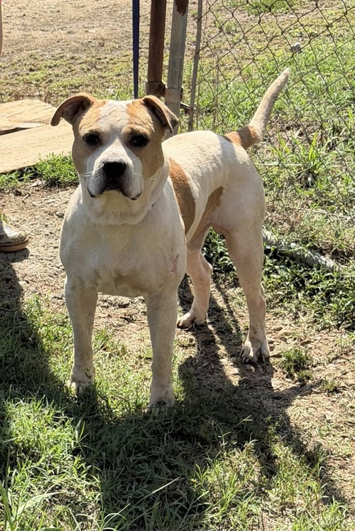 JAX - American Pit Bull Terrier available for adoption