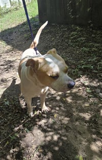 Jax - Photo 5