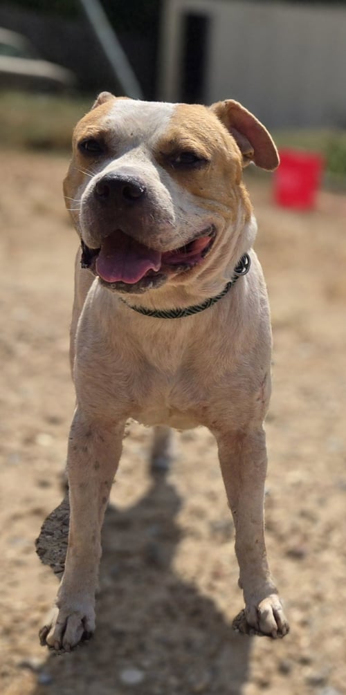 JAX - American Pit Bull Terrier available for adoption