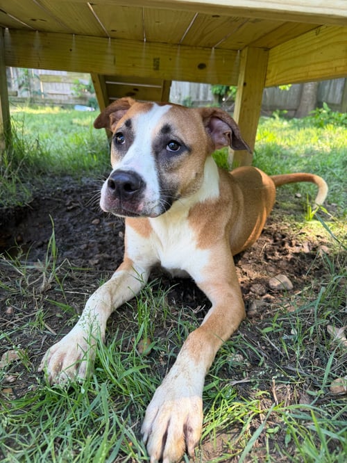 LEE - Labrador Retriever / Boxer available for adoption