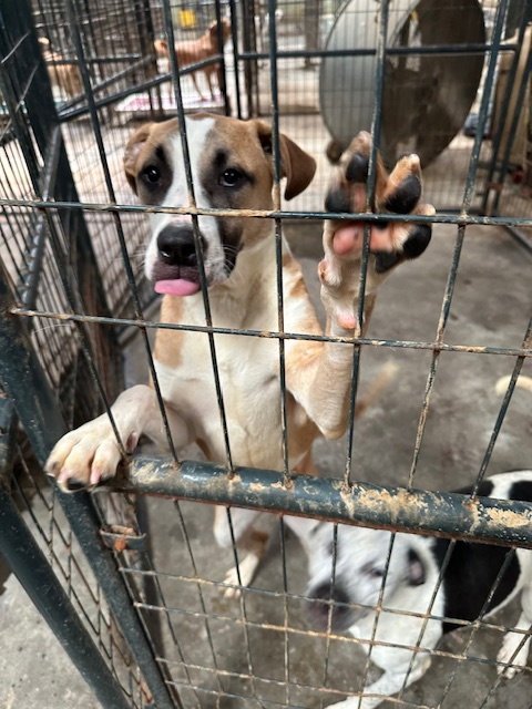 LEE - Labrador Retriever / Boxer available for adoption