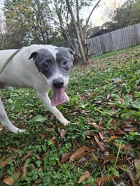 Ringo - Photo 2