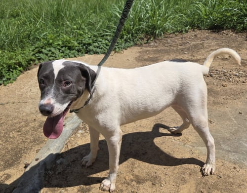 RINGO - Labrador Retriever / American Pit Bull Terrier available for adoption