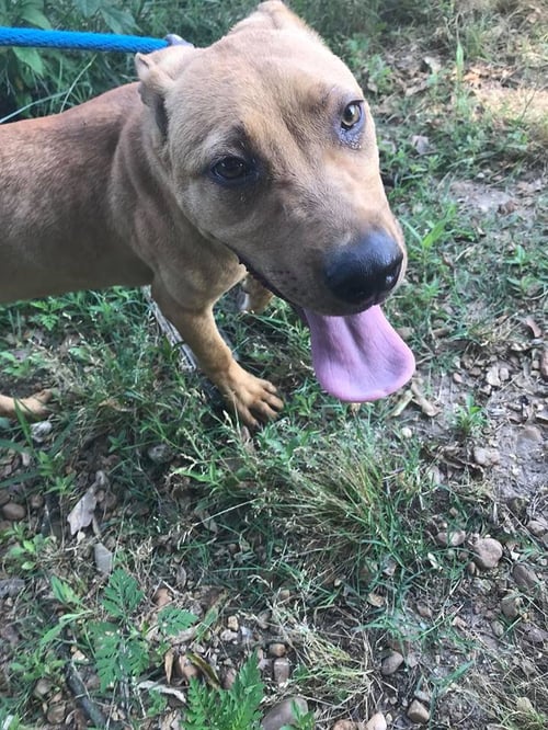 JANET 3'S COMPANY - Labrador Retriever available for adoption