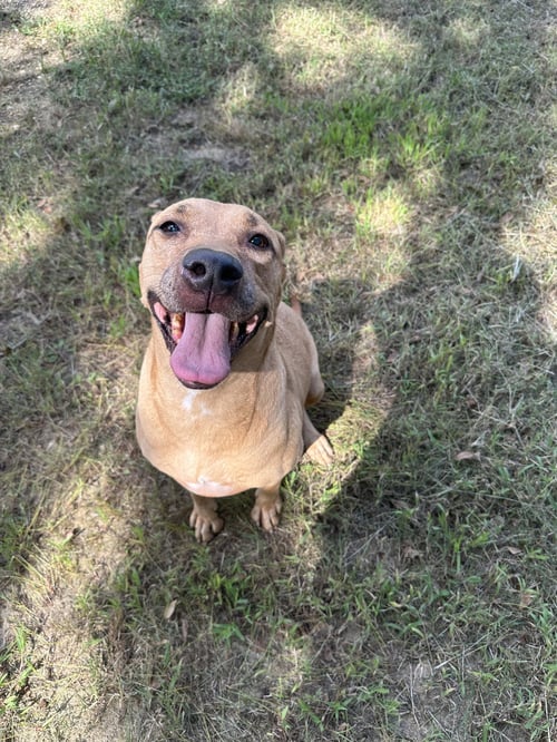 JANET 3'S COMPANY - Labrador Retriever available for adoption