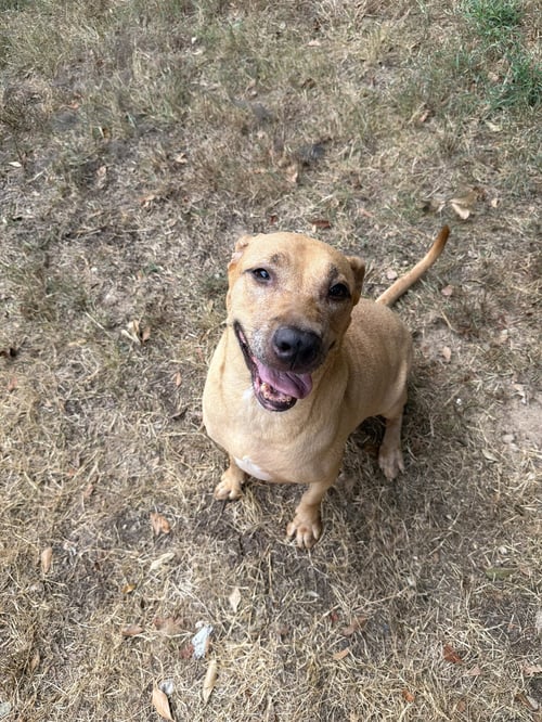 JANET 3'S COMPANY - Labrador Retriever available for adoption