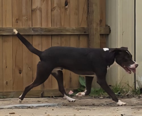 HAMMER - Hound available for adoption
