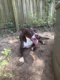 Hammer - Photo 1