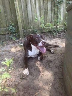 HAMMER - Hound available for adoption