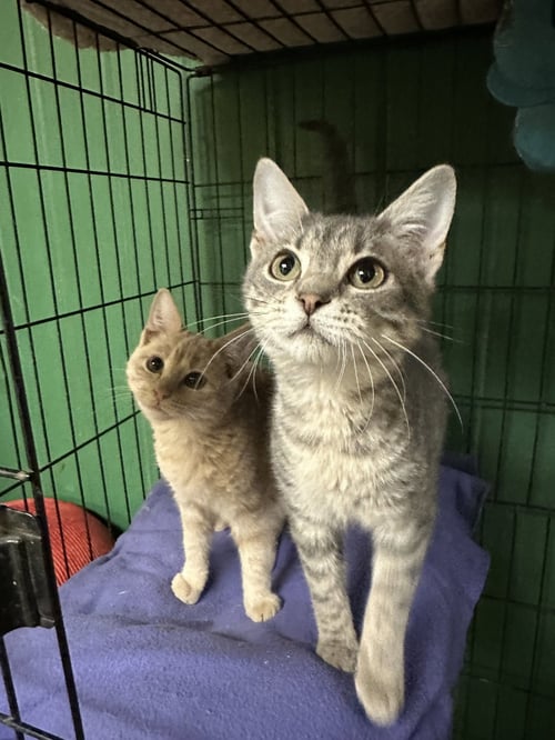 CHROME - Domestic Short Hair available for adoption