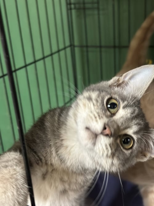 CHROME - Domestic Short Hair available for adoption