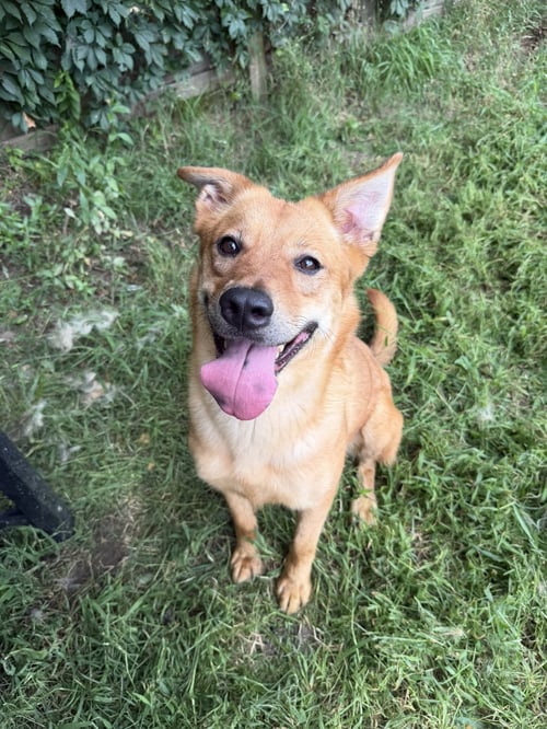 BLAIR - Shepherd / Golden Retriever available for adoption