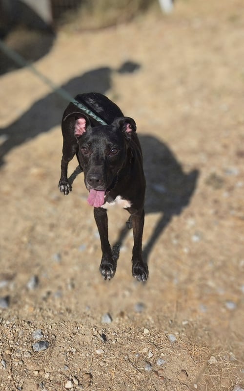 LEO - Labrador Retriever available for adoption