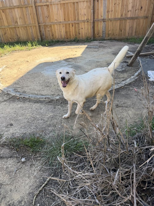 SATURDAY - Labrador Retriever / Husky available for adoption