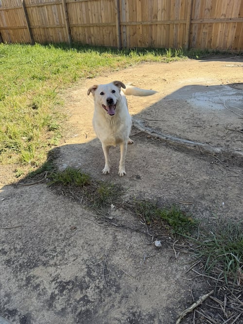 SATURDAY - Labrador Retriever / Husky available for adoption