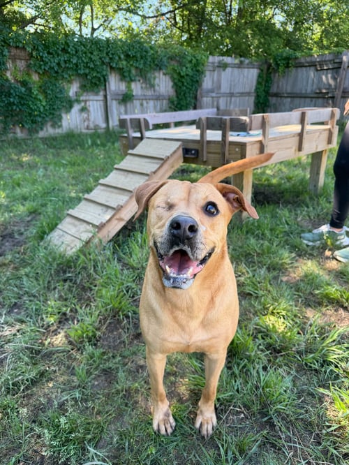 KRIS SUNDAY - Yellow Labrador Retriever available for adoption