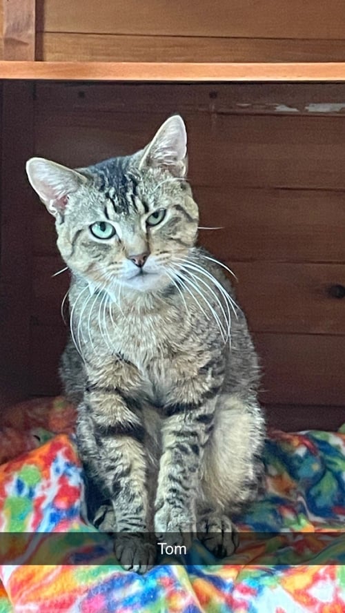 TOM - Domestic Short Hair available for adoption