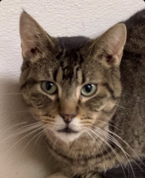 TOM - Domestic Short Hair available for adoption