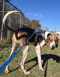 Jethro - Photo 5