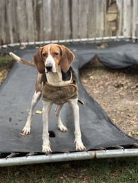 Jethro - Photo 2