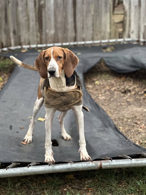JETHRO - Coonhound available for adoption