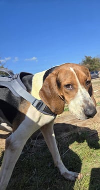 Jethro - Photo 1