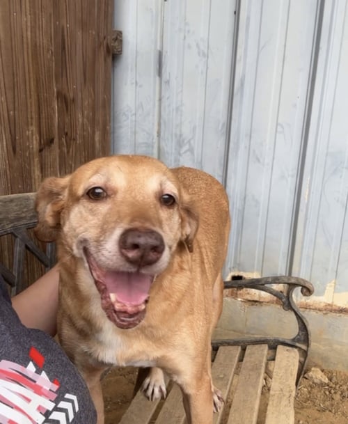 POPPY - Hound available for adoption