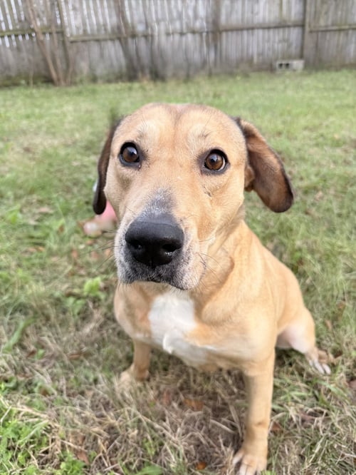 ADELE - Labrador Retriever available for adoption