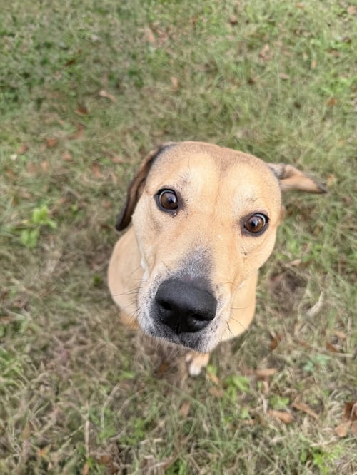 ADELE - Labrador Retriever available for adoption