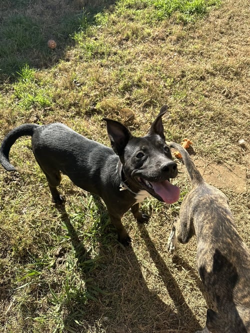 DOTTIE WEST - Feist / American Staffordshire Terrier available for adoption