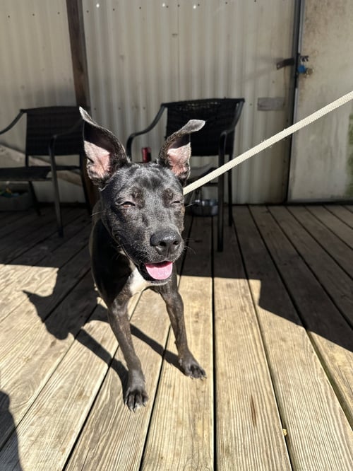 DOTTIE WEST - Feist / American Staffordshire Terrier available for adoption