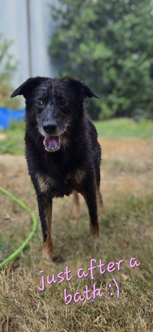 NAOMI JUDD - Shepherd available for adoption