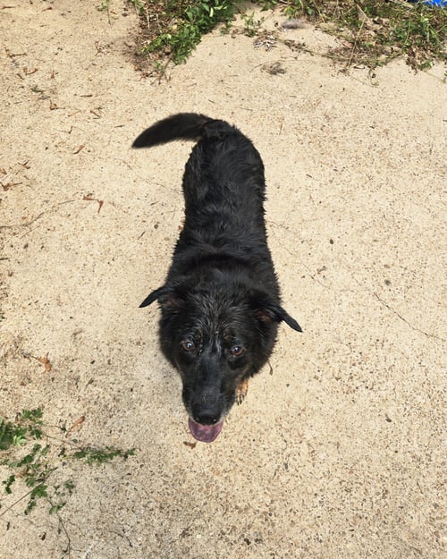 NAOMI JUDD - Shepherd available for adoption