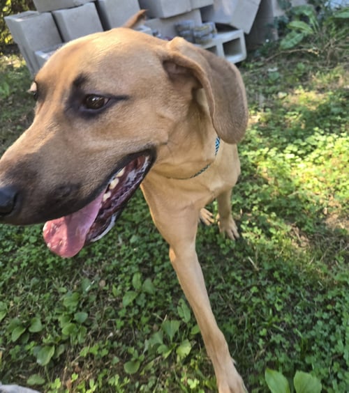 LANE FROST - Hound available for adoption